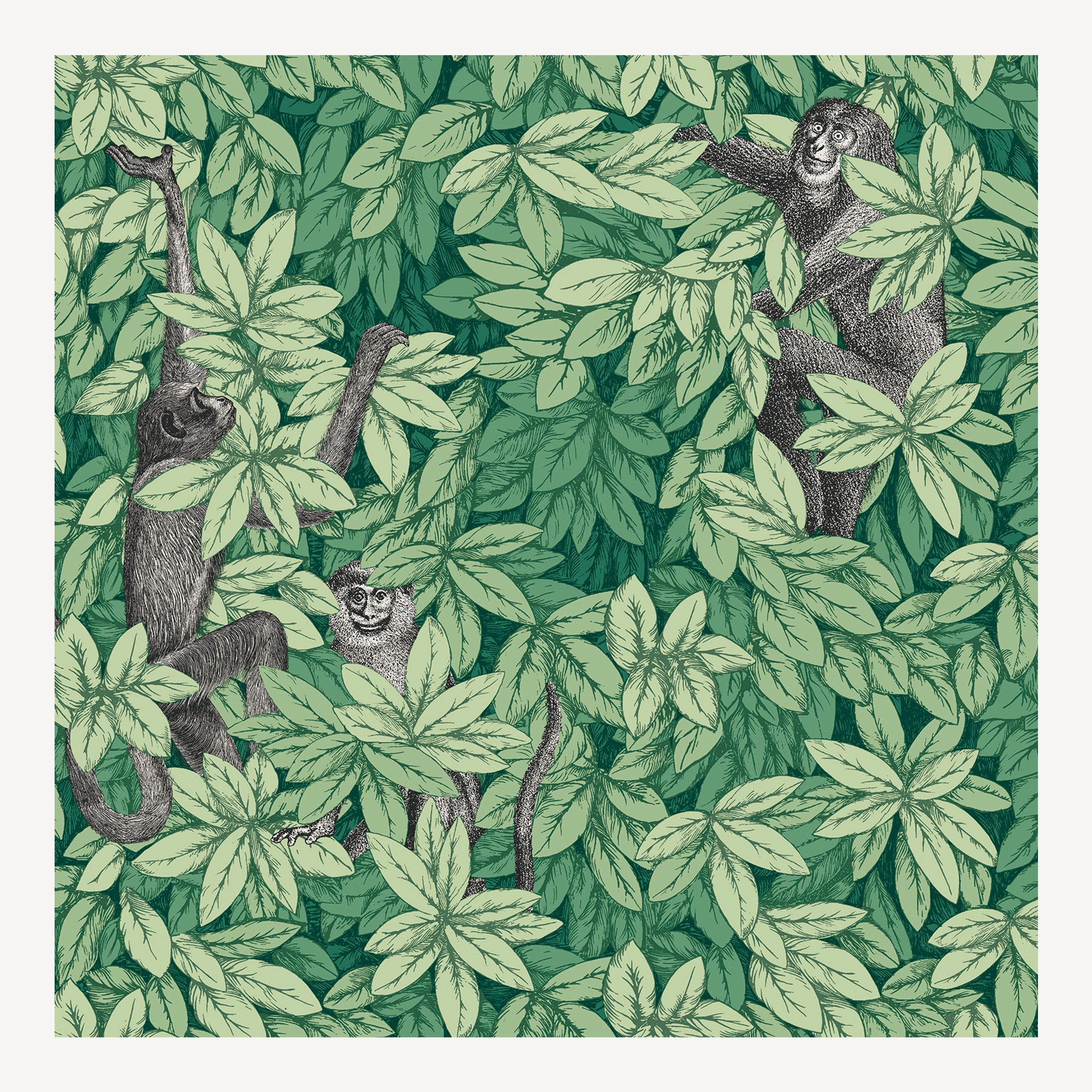 Wallpaper Foglie e Scimmie