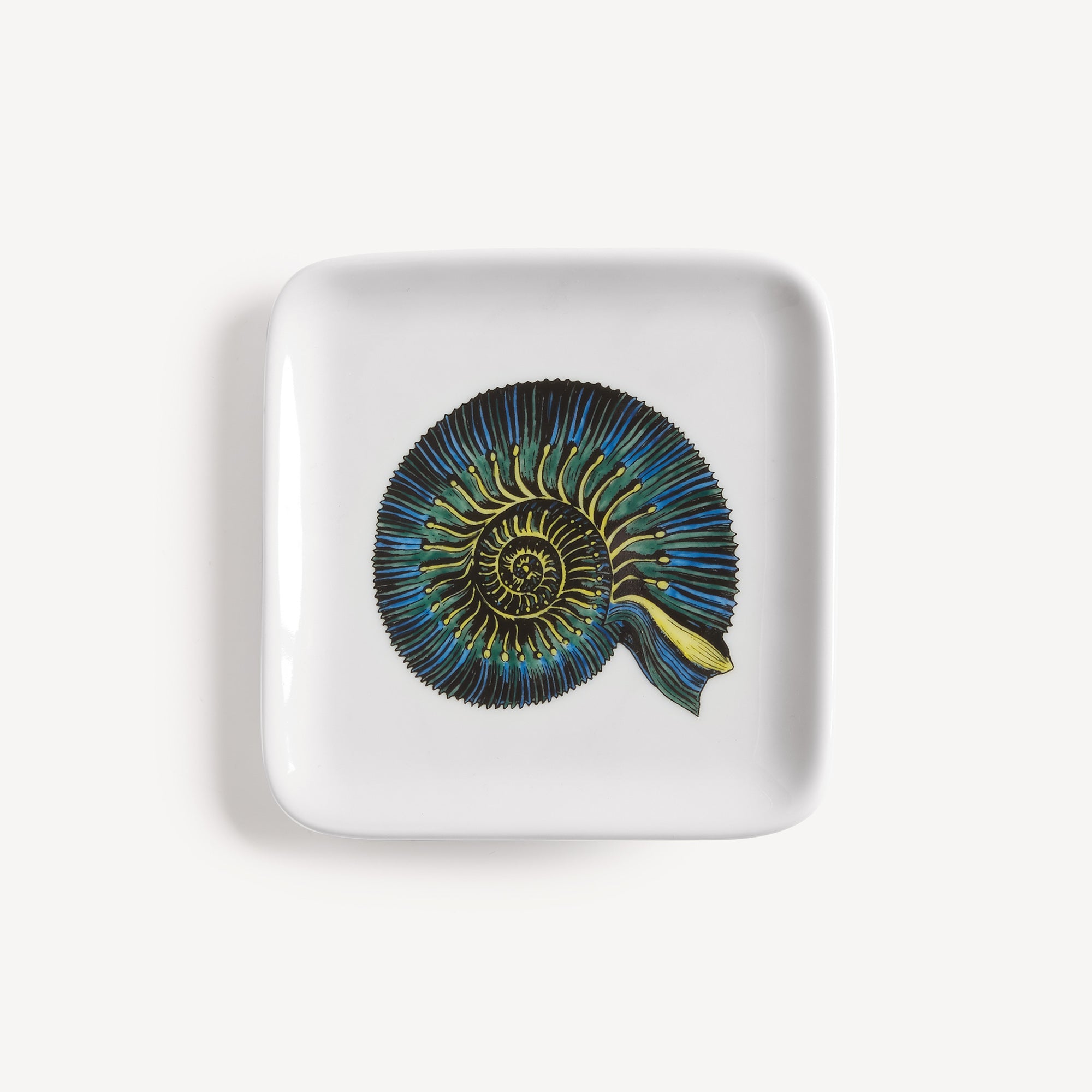 Cendrier Conchiglia fossile 