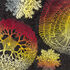 FORNASETTI Rug Madrepore Multicolour FR19002YFOR21MUL